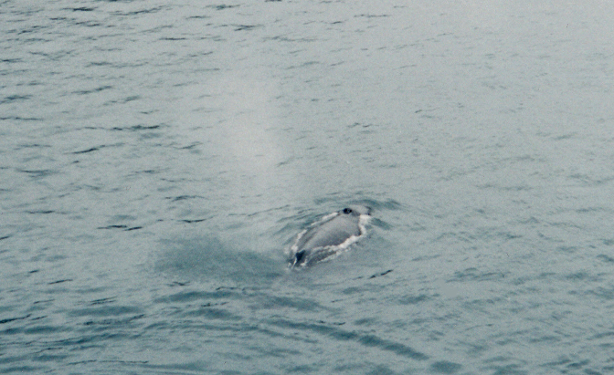 Whale, College Fjord