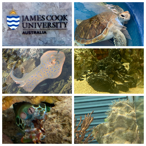 James Cook University Research Aquarium: Layla the green sea turtle, Ray Charles the bluespotted ribbontail ray, stonefish, peacock mantis shrimp, tasselled wobbegong carpet shark