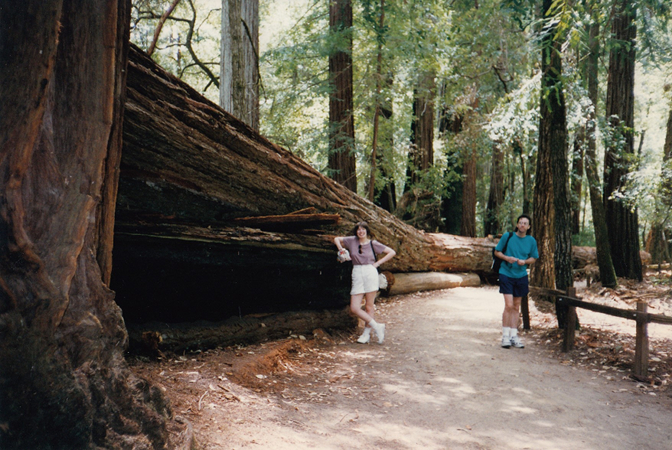 Redwoods at Big Basin