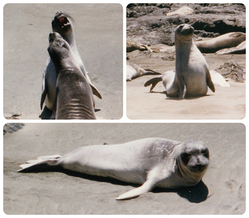 Seals at Fisherman's Wharf, Monterey