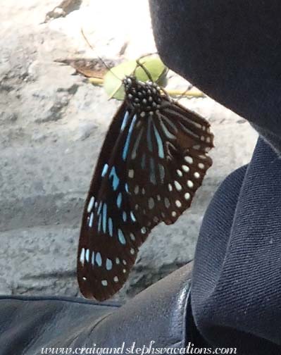Butterfly alights on Wang Jun's pantleg