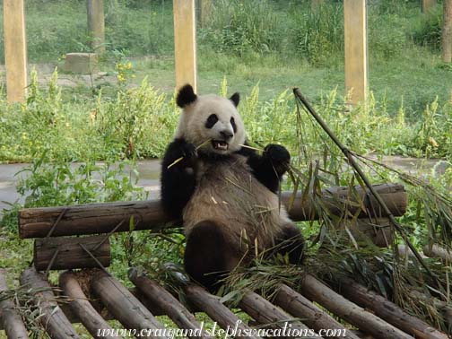 Sishun eating bamboo at the Chonqing Zoo