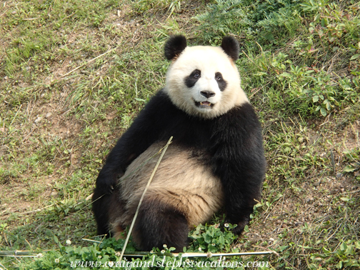 Yi Chang: 2.5 year old female giant panda
