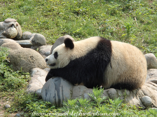 Yi Chang cools down in her water feature