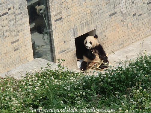 Two 1.5 year old pandas eating bamboo at the panda kindergarten