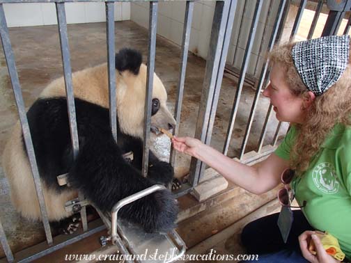 Steph feeding Ha Ha, 2.5 year old male giant panda