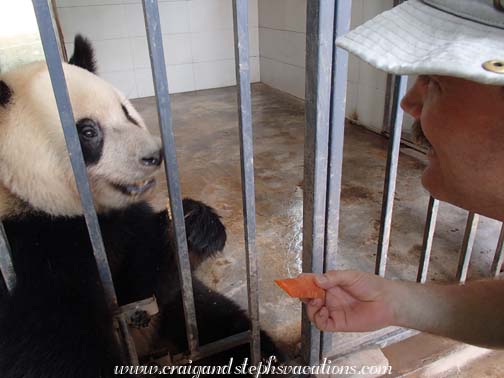 Craig feeding Ha Ha, 2.5 year old male giant panda