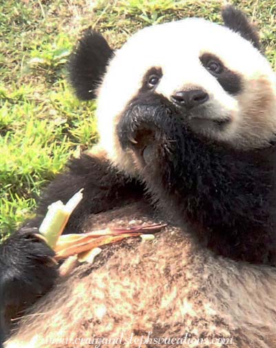 Wu Wen, 1.5 year old female giant panda
