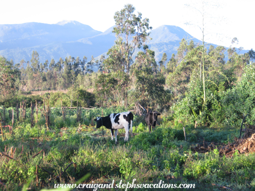 Cows and mountains behind the casita