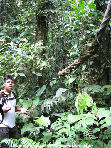 ame leads us through the jungle