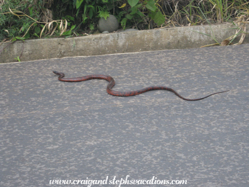 Snake in the road