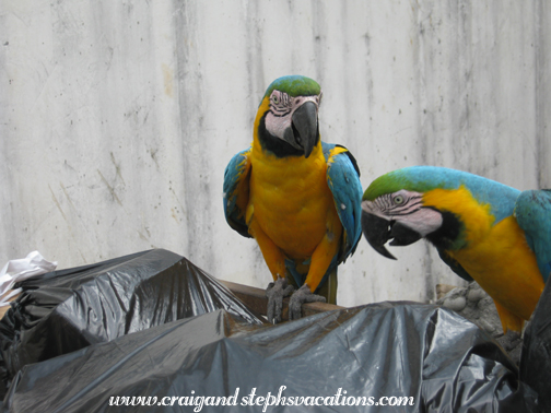 Blue and yellow macaws snack at the dumpster of the Hotel Auca