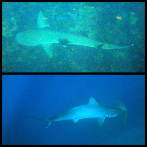 White-tipped reef shark, hammerhead shark