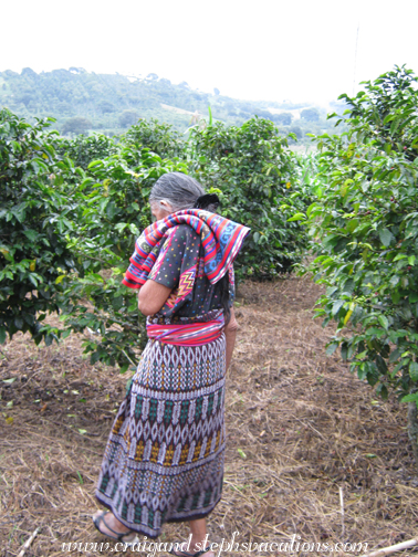 Abuela walks amongst the coffee plants at the family farmland in San Gabriel