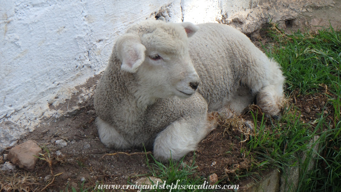 Lamb, La Molina Vieja