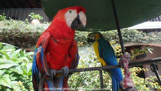 Parrots, Hotel Santo Tomas courtyard