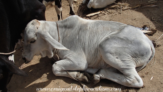 Cow with wrinkly skin