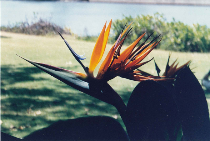 Bird of Paradise, Pearl Harbor