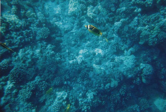 Snorkeling at Molokini