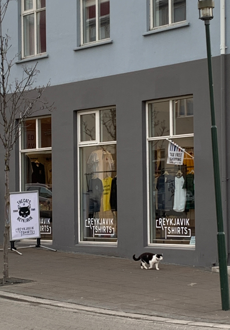 Meta: The cats of downtown Reykjavik