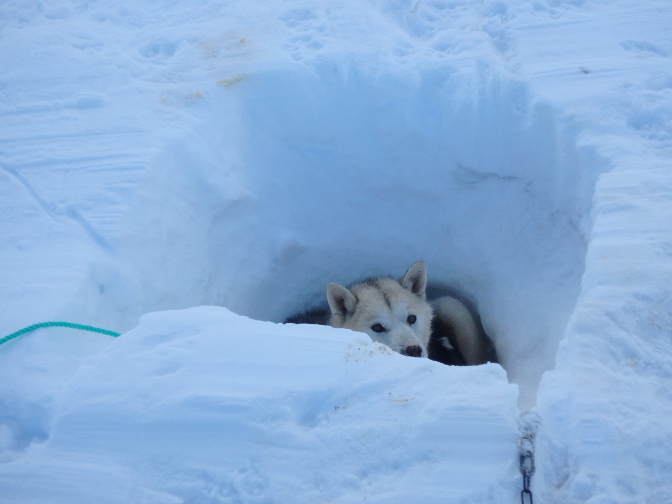 Puppy sheltering in the snow at Ice Camp