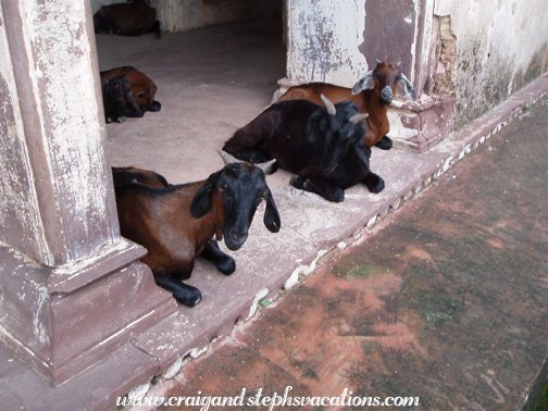Goats, Rai Praveen Mahal
