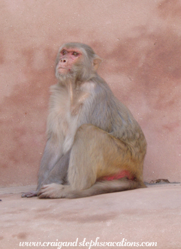 Monkey at Baburs Garden (Ram Bagh)