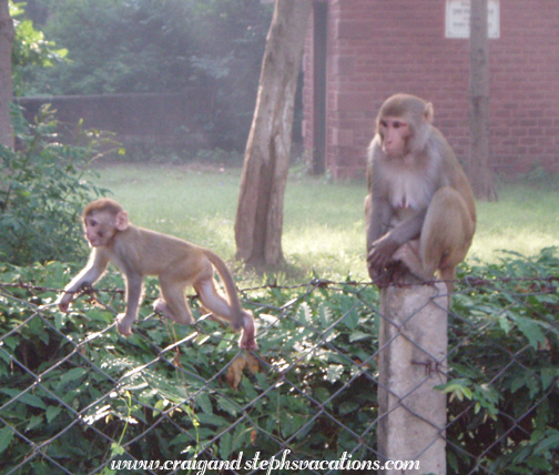 Rhesus monkeys near the West Gate, Taj Mahal