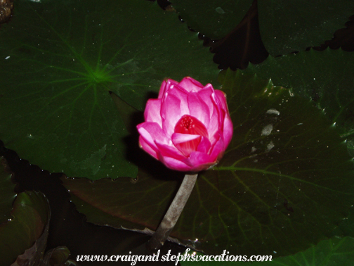 Mukul's lotus, blooming only at night