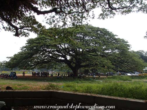 Kerala's Christmas tree and driver's education center