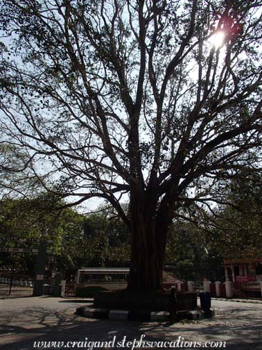 Tree at Vazhani Dam