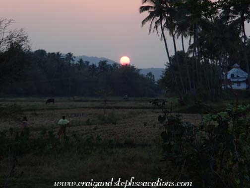 Sun setting behind fields and livestock