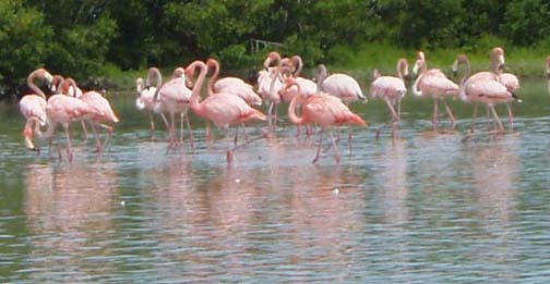 Flamingos at Celestun