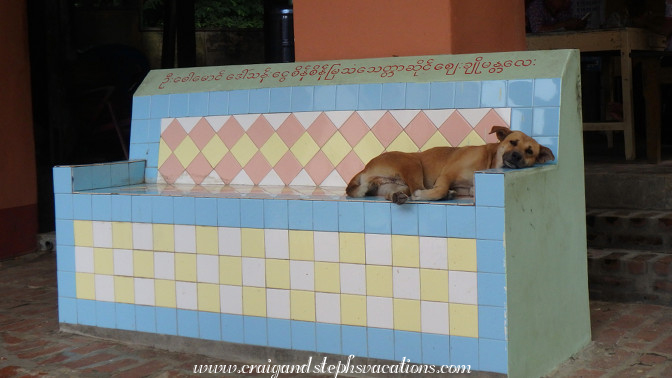 Dog lounges at Umin Thounzeh