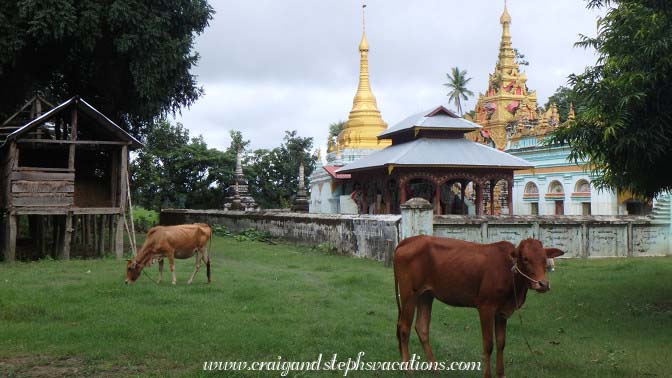 Cows and pagodas, Kann Village