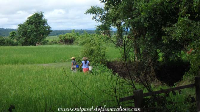 Kyi Taung Village rice paddies