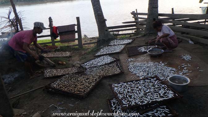 Preparing fish for smoking, Tha Phan Seit Village