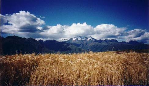 Barley in the foreground of the mountains in Moray