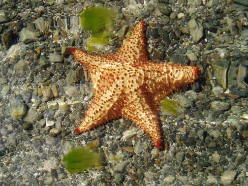 Underwater starfish at Leinster Bay