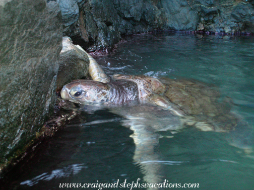 Turtle Encounter - green sea turtle