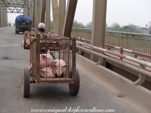 Pigs in a trailer pulled by a motorbike