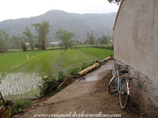 Bicycle and rice paddies