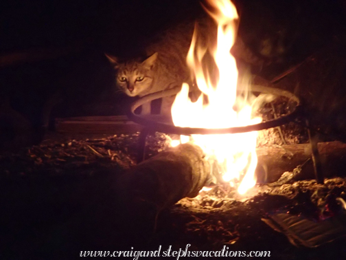 Cat skulks around the fire