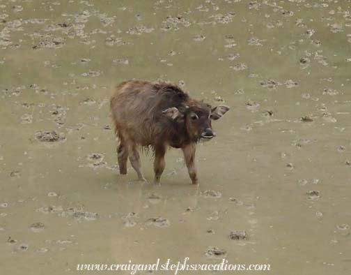 Baby water buffalo