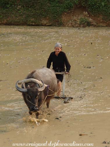 Woman plowing behind a water buffalo