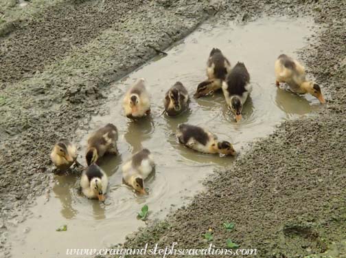 Ducklings swimming in a puddle
