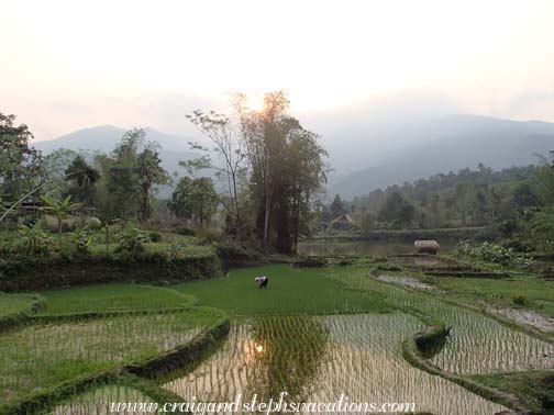 Rice paddies at sunset