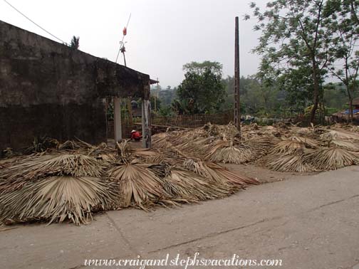 Palms drying for thatched roofs