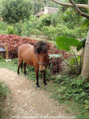 Miniature horse at Panhou Village