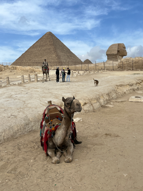 Camel